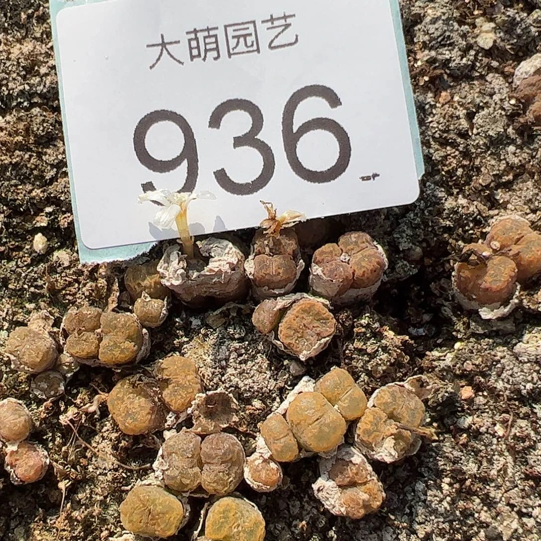 0000936量拍MG1456.7冰渣火柴勋章双头1颗
