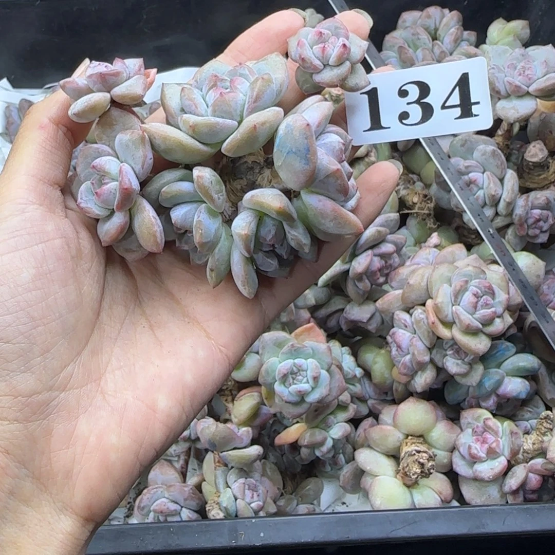 星影7头无根一物一拍134