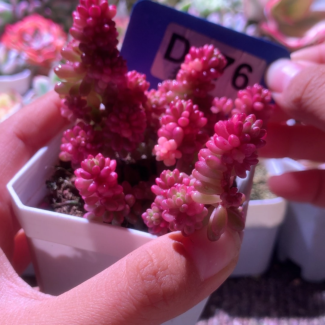 降价福利浆果锦有根