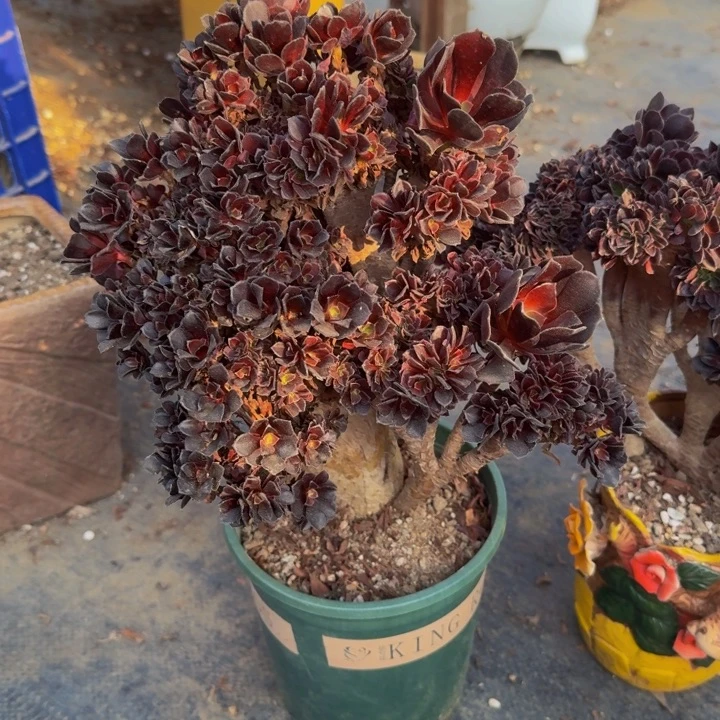 葵*法师法师法师111号