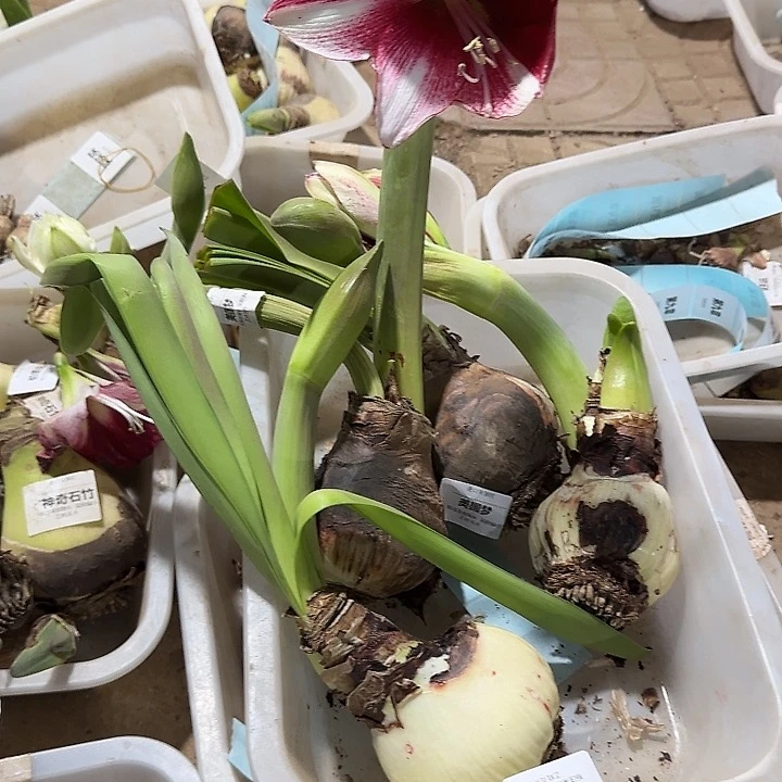 美国梦残次球不包售后