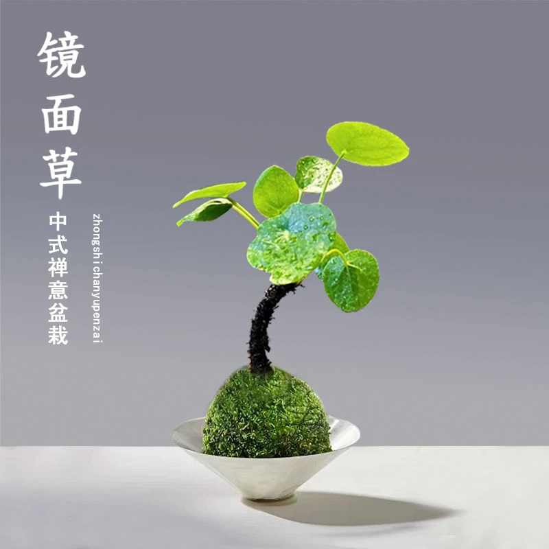 镜面草盆栽四季常青办公室客厅室内桌面小盆景禅意盆栽好养耐阴