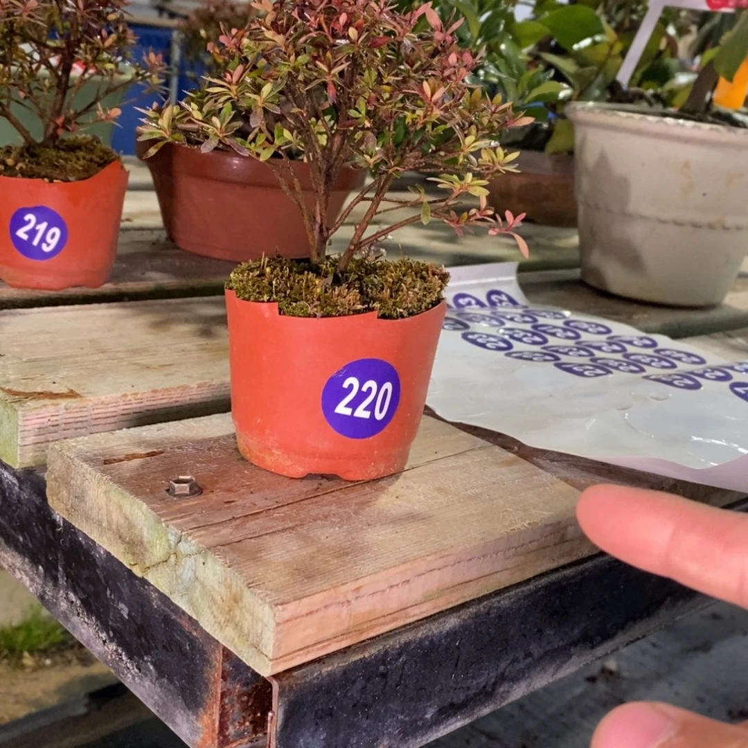 红陶野****o红红火火过大年220