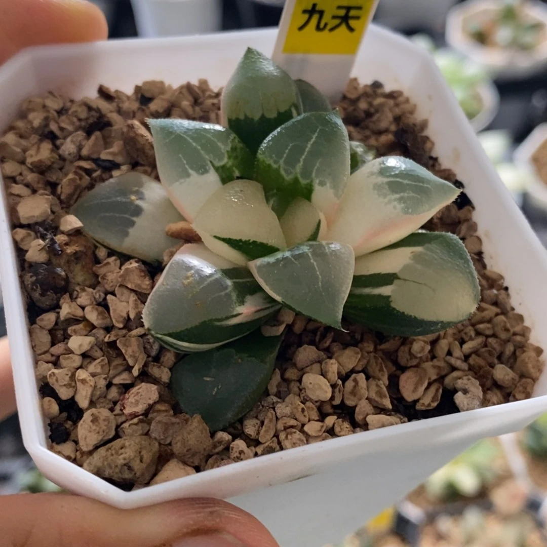 604号木叶克锦多肉植物