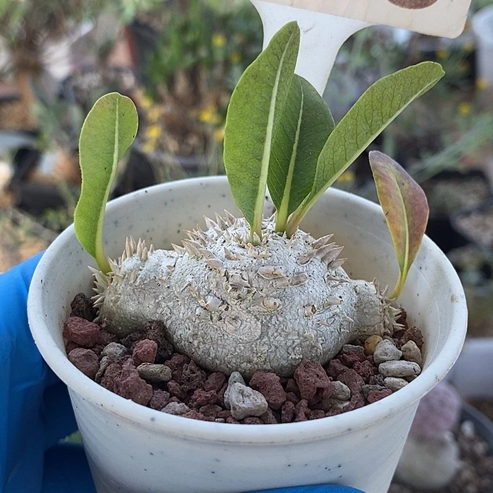 286惠比须笑带盆一一