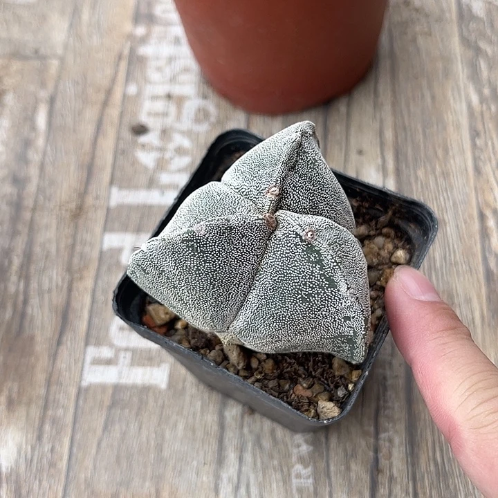无花朵实生三角银沙鸾凤玉