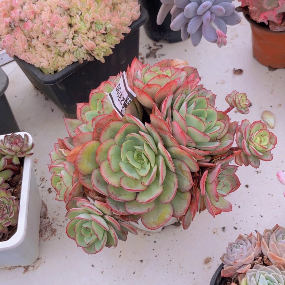 牡丹亭多肉植物23190