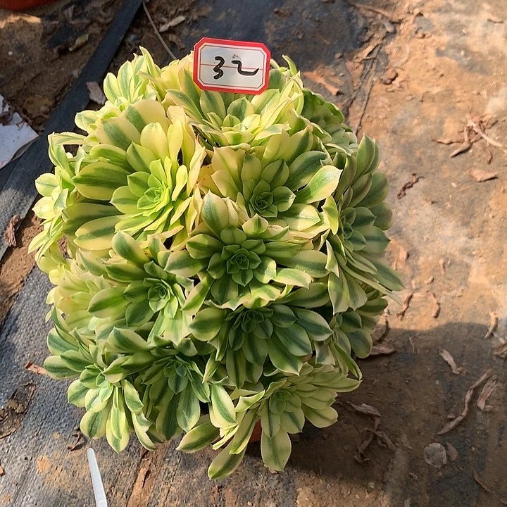 金丝多肉植物32多肉