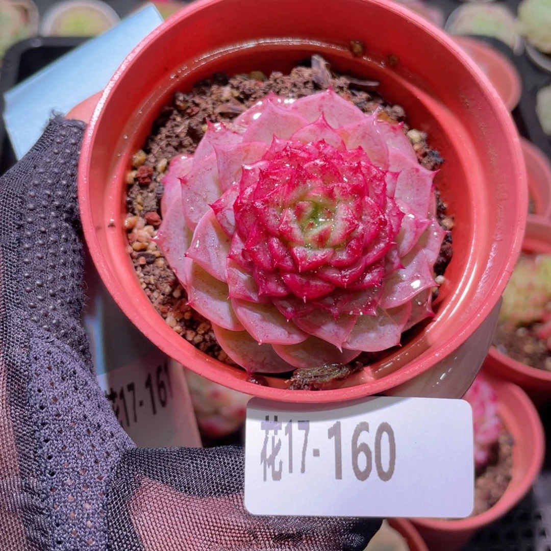 花利美17-160落霞