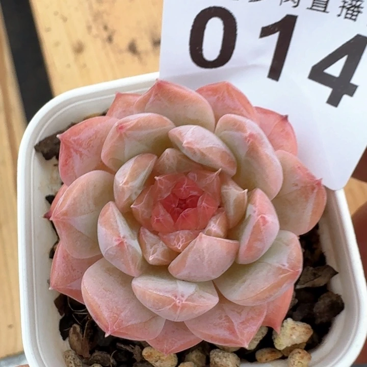 开播福利多肉植物