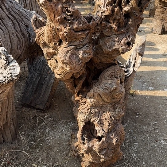 云*紫砂噜啦啦啦啦啦啦