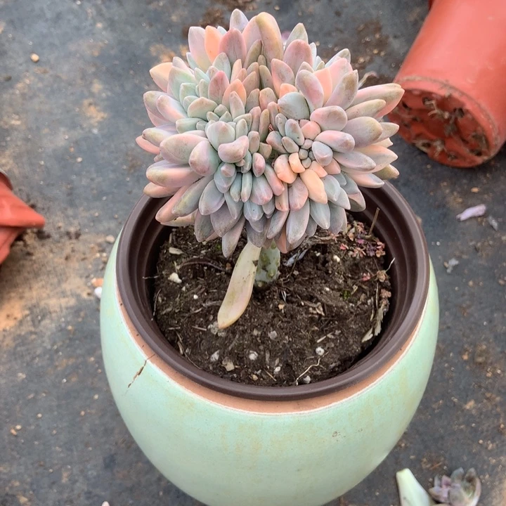 淡雪锦87晓晓一物一拍