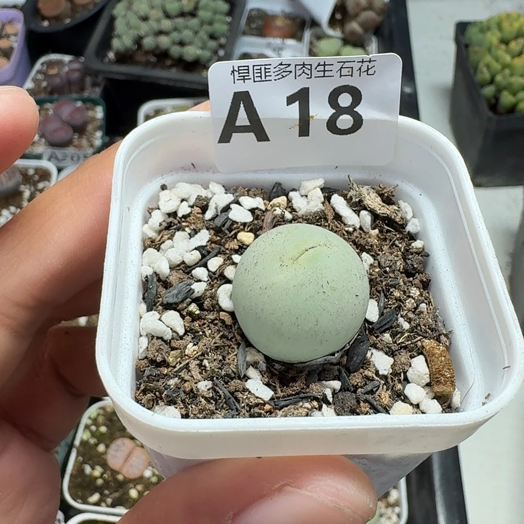 18多肉植物多肉植物