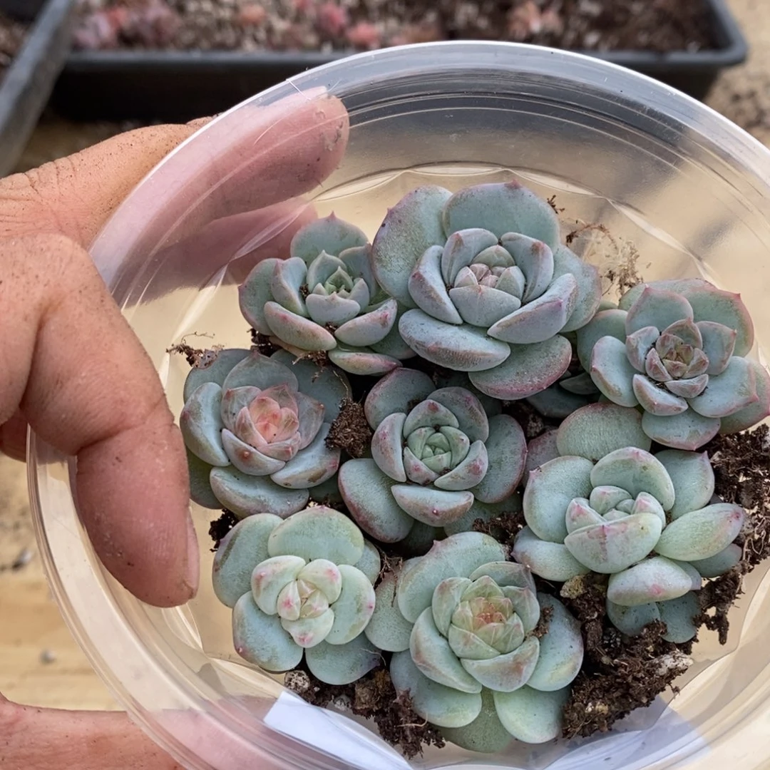 多肉植物精品切糕B279