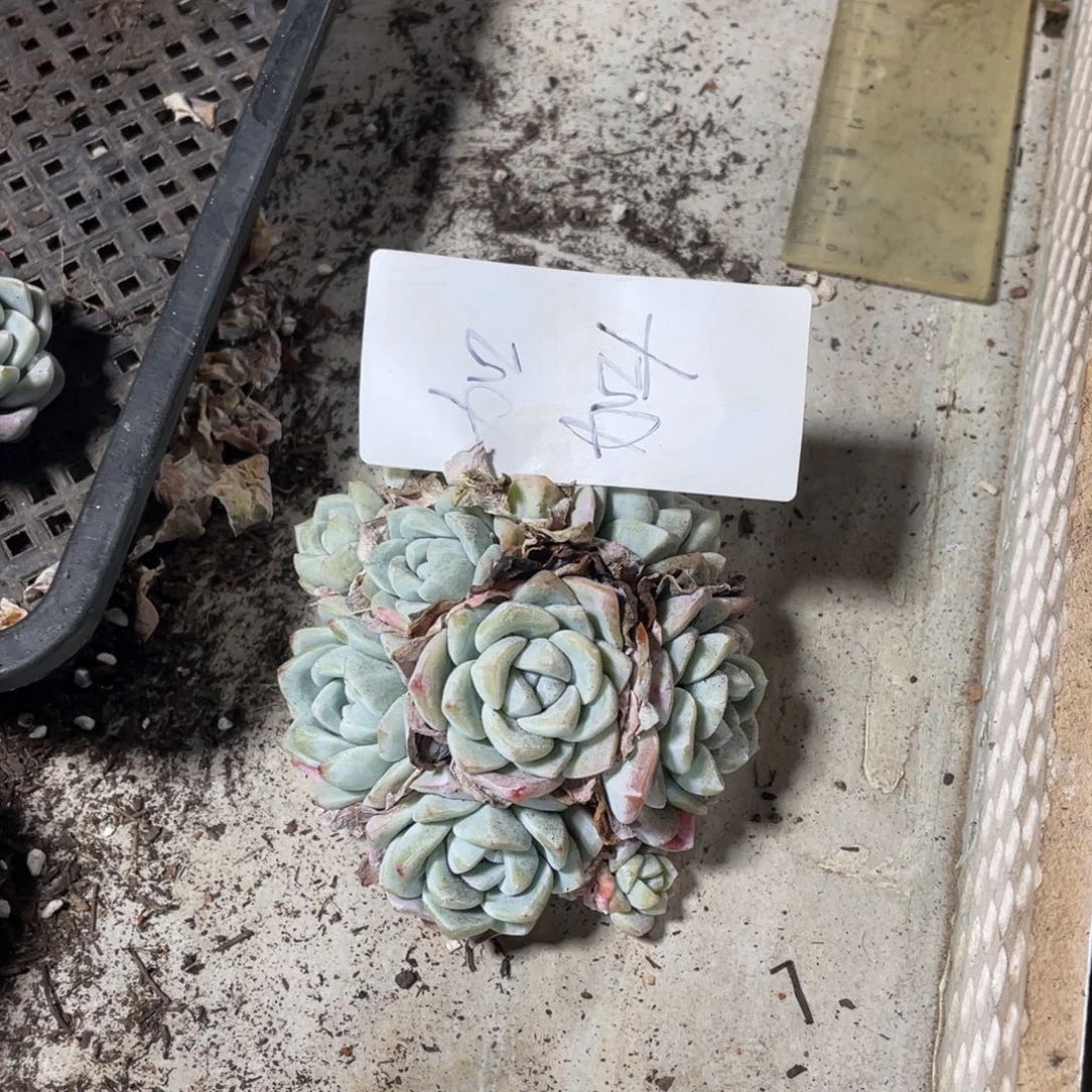 加加专拍冰玉群生多头