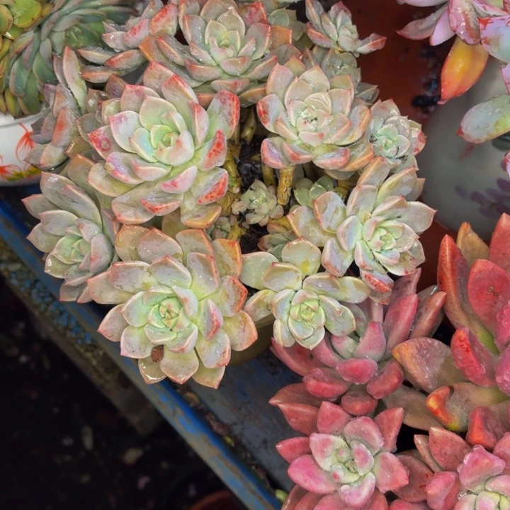 夕***颜老桩精品肉肉红粉佳人