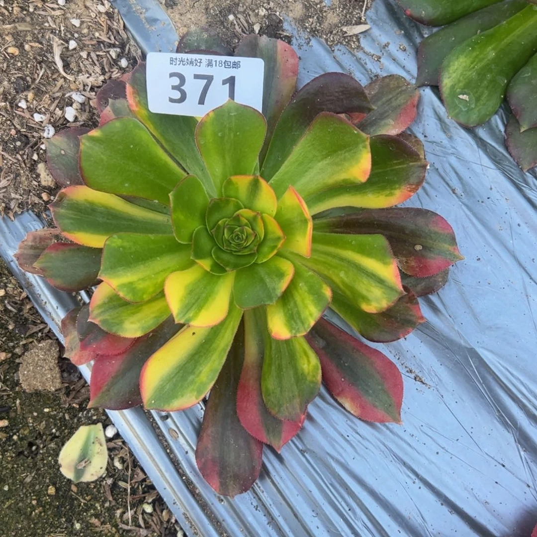 东**馆371维纳七彩多肉植物