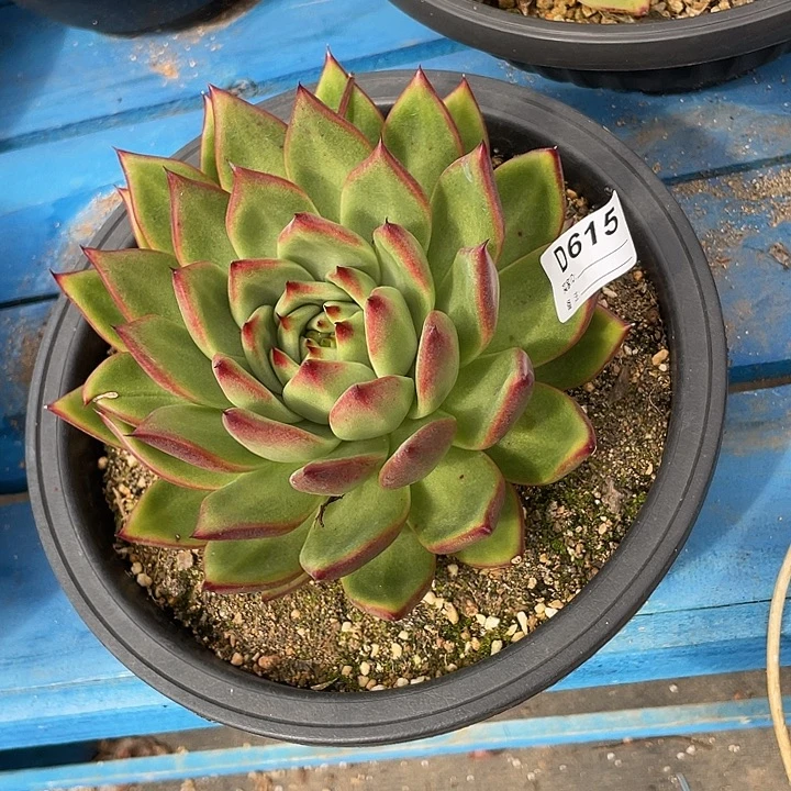 若如东云单拍D615