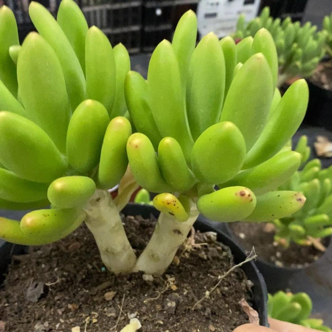 金蝉大双头起发老桩