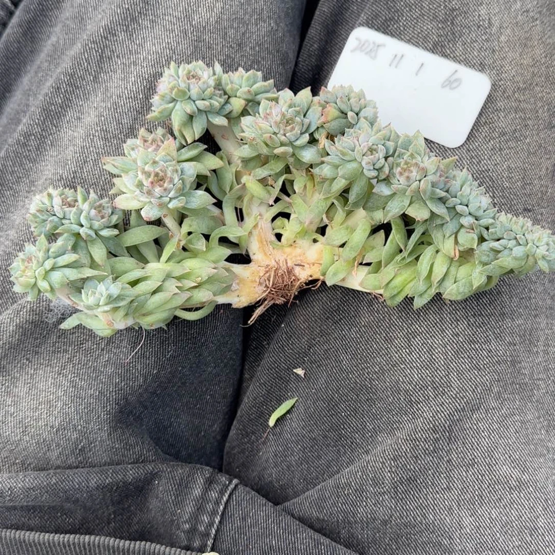 一物一拍秘境冰魄龙头树缀60