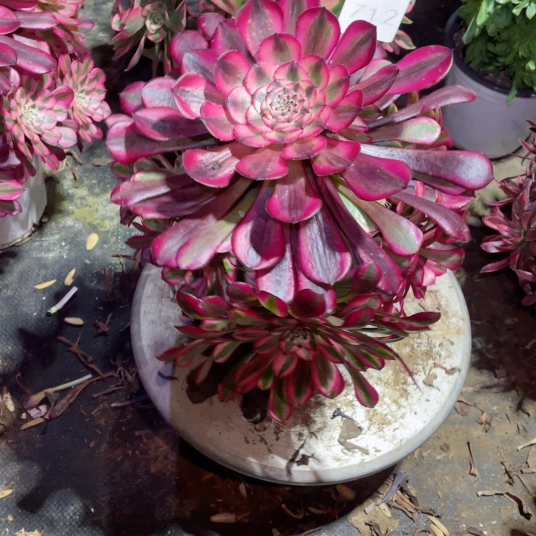 多肉植物红铜超白712