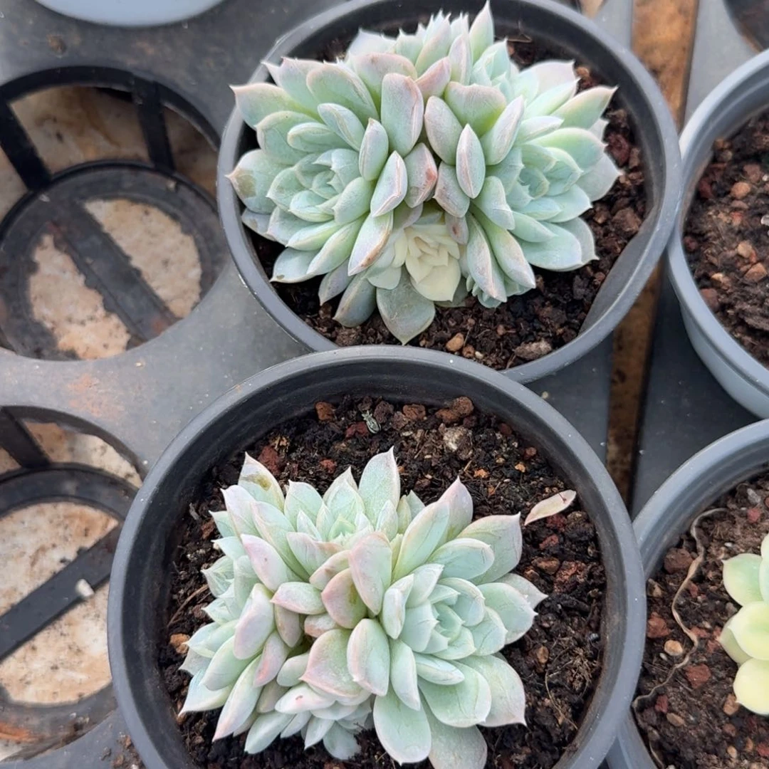 雪球锦腹轮锦底座一组