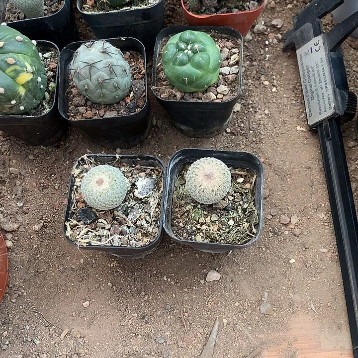 2****林333333333333333333333