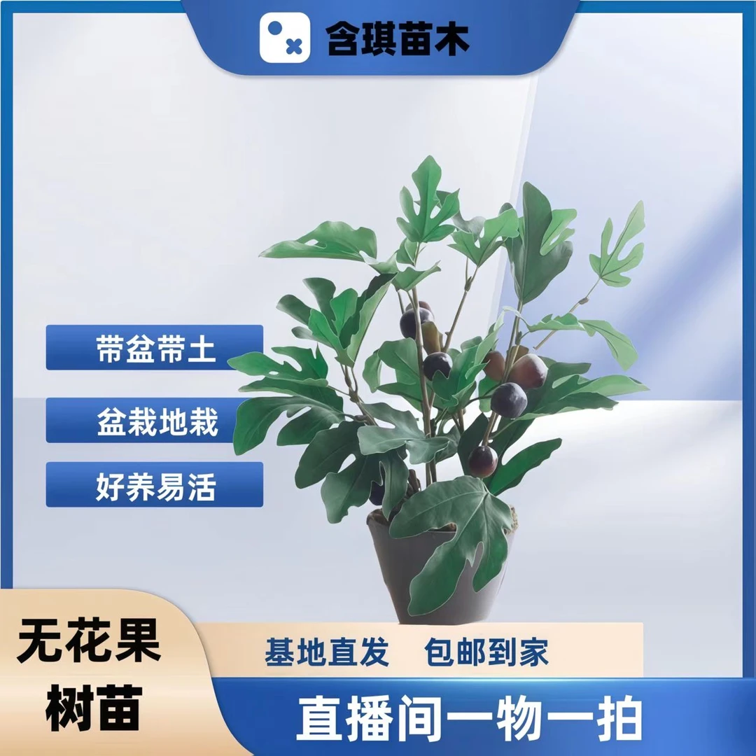元花梦盆栽无花果耐寒耐热当年结果