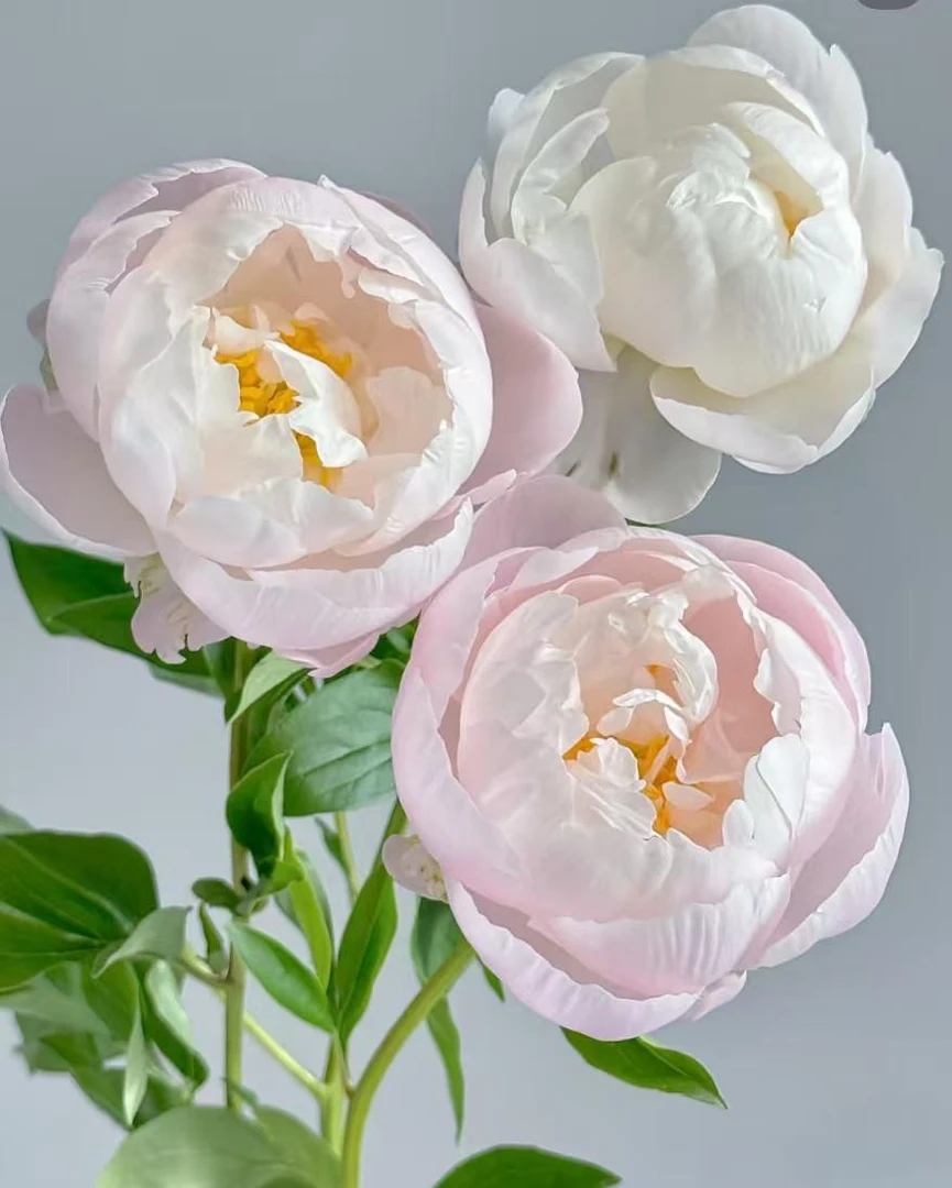 【现货名品芍药美国小姐】花神芍药客厅日常养花质感高级氛围感鲜花