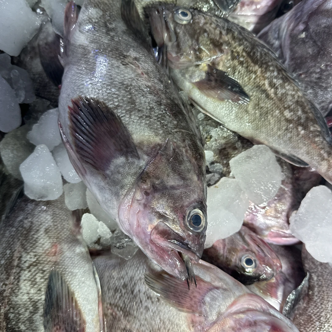 大连野生黑鱼肉质鲜嫩 4条5斤起拍（ 顺丰包邮）