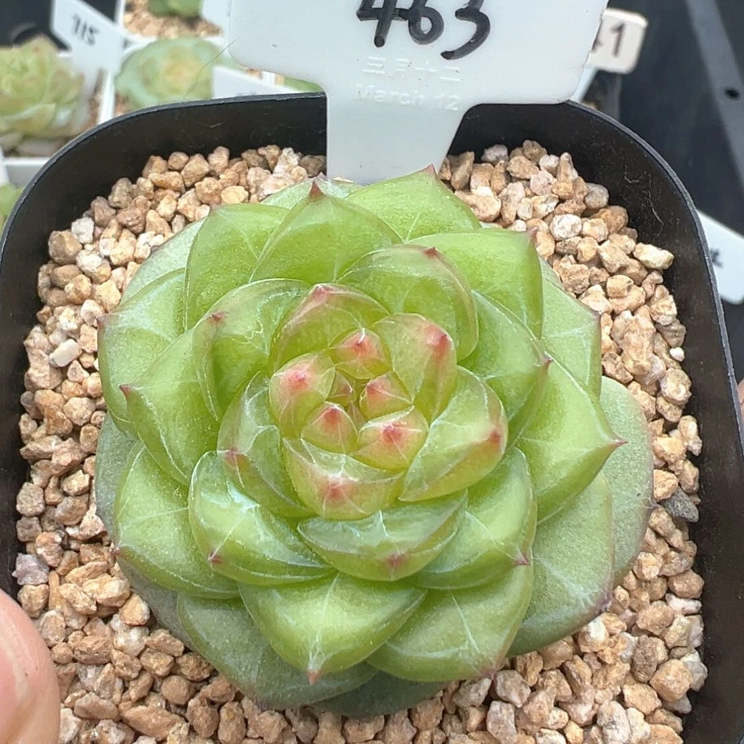 463号月华 晗雨多肉