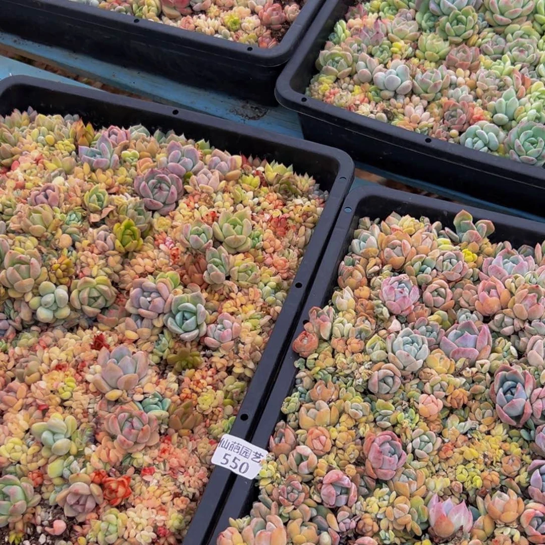 *****550多肉植物的生长发育规律