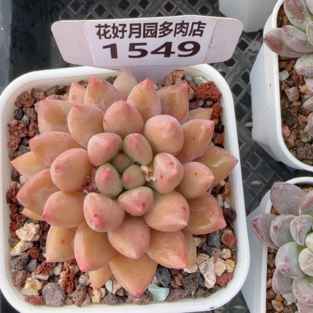 多肉植物1549…………