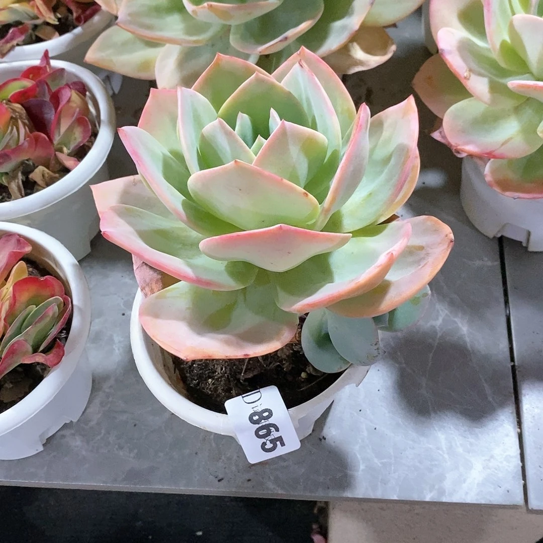 ?*果865雪凤多肉植物