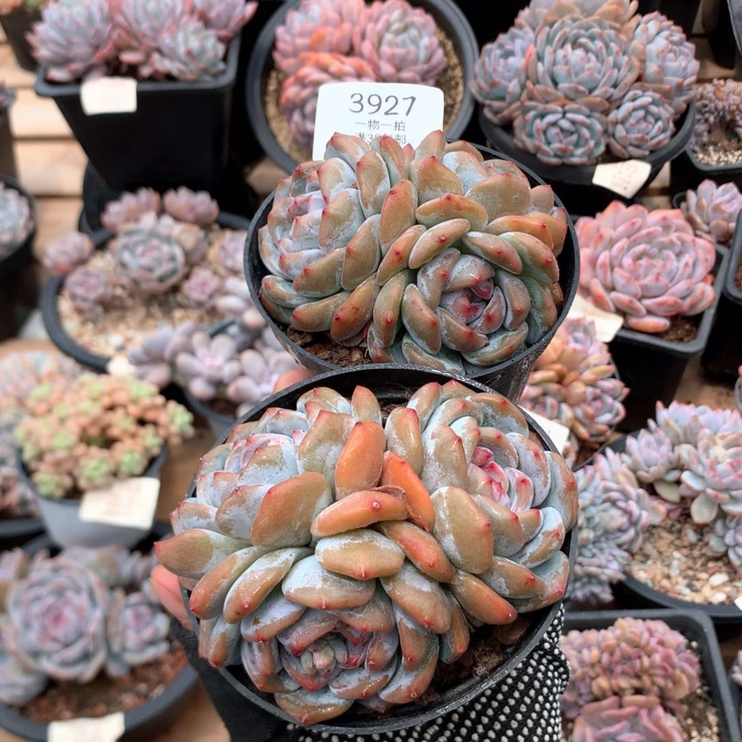 三头石榴籽两颗3927