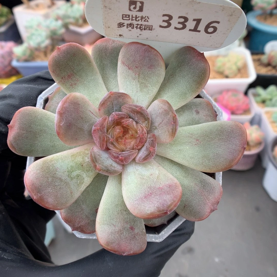 3316 红色恋人多肉