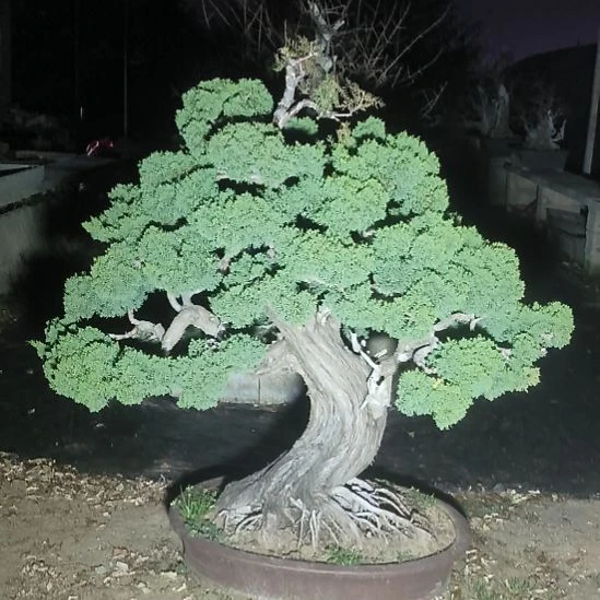 以实际为准三十年功济州针柏