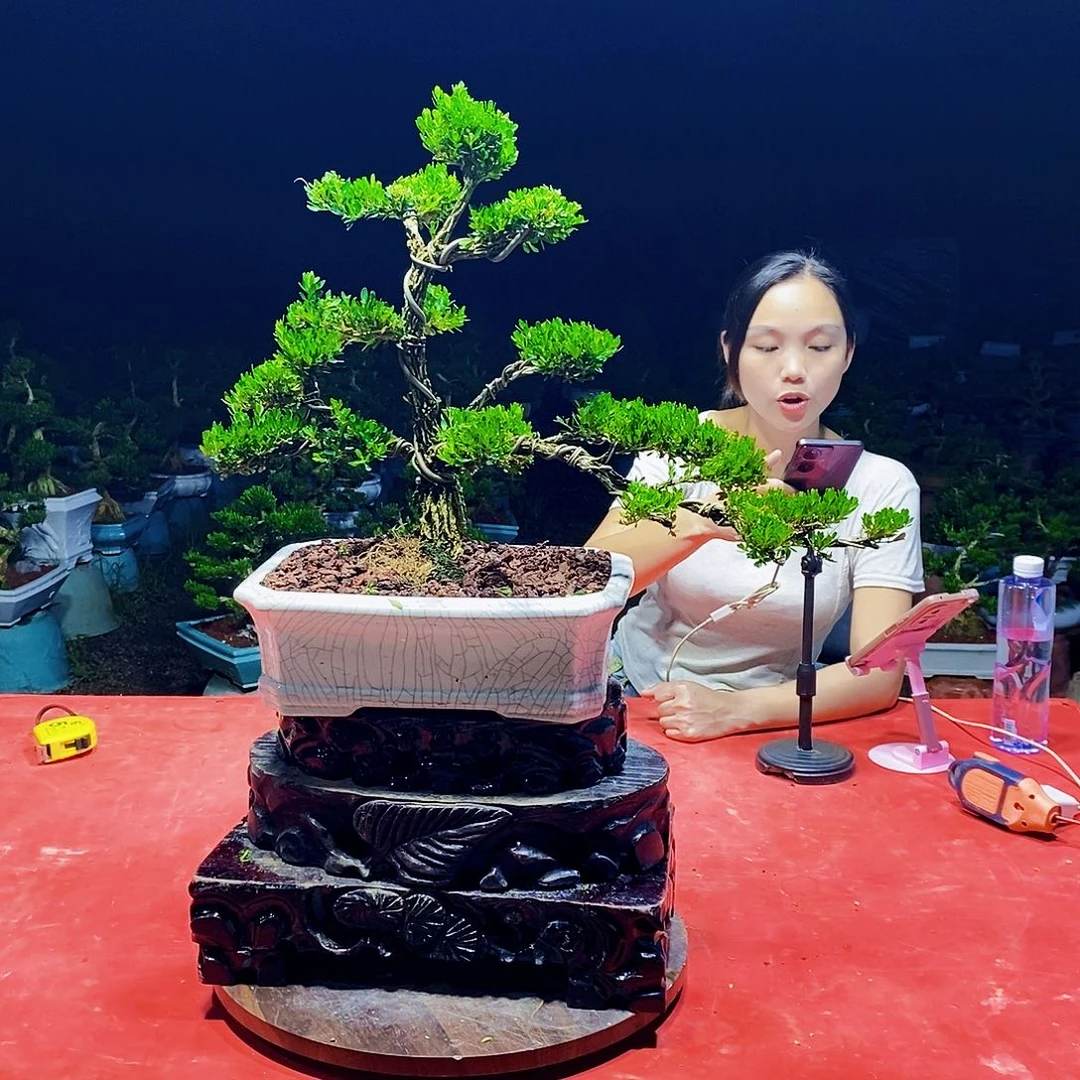 当前无花朵，栽培后可花朵