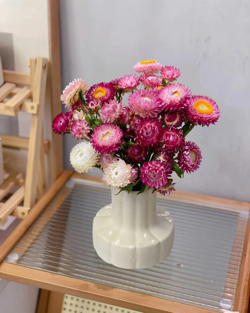 【花起点】麦杆菊-花期长好养护