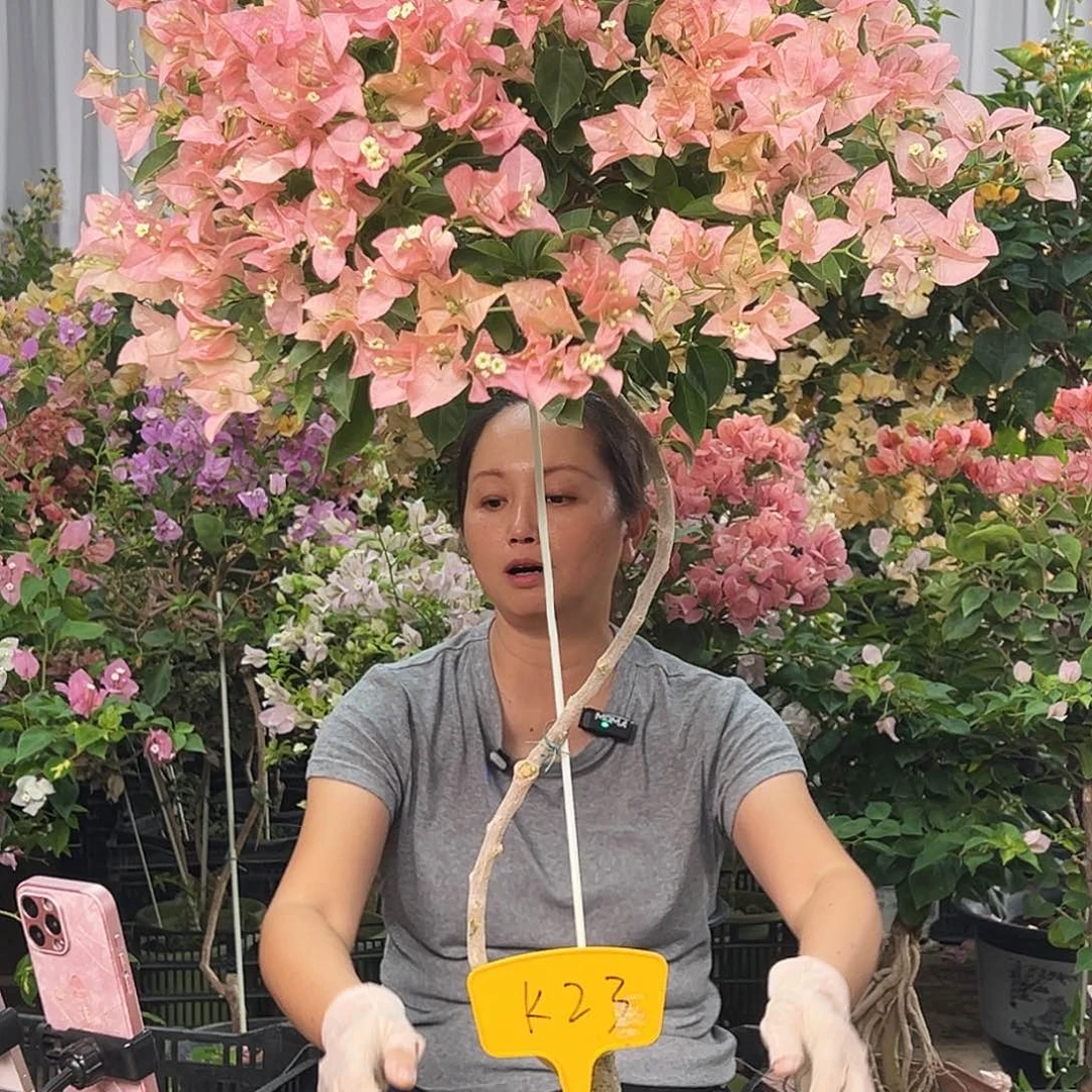 ****安大部分花苞少量开放K23卡亚塔