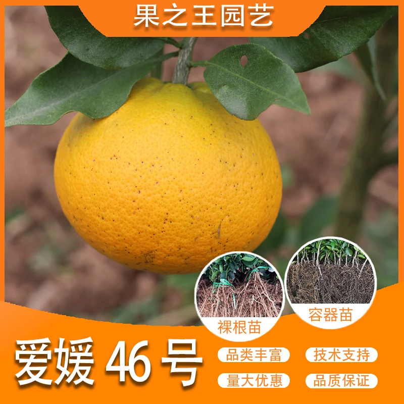 果之王【爱媛46号】盆栽地栽正宗嫁接产量高好管理南北耐寒柑橘苗
