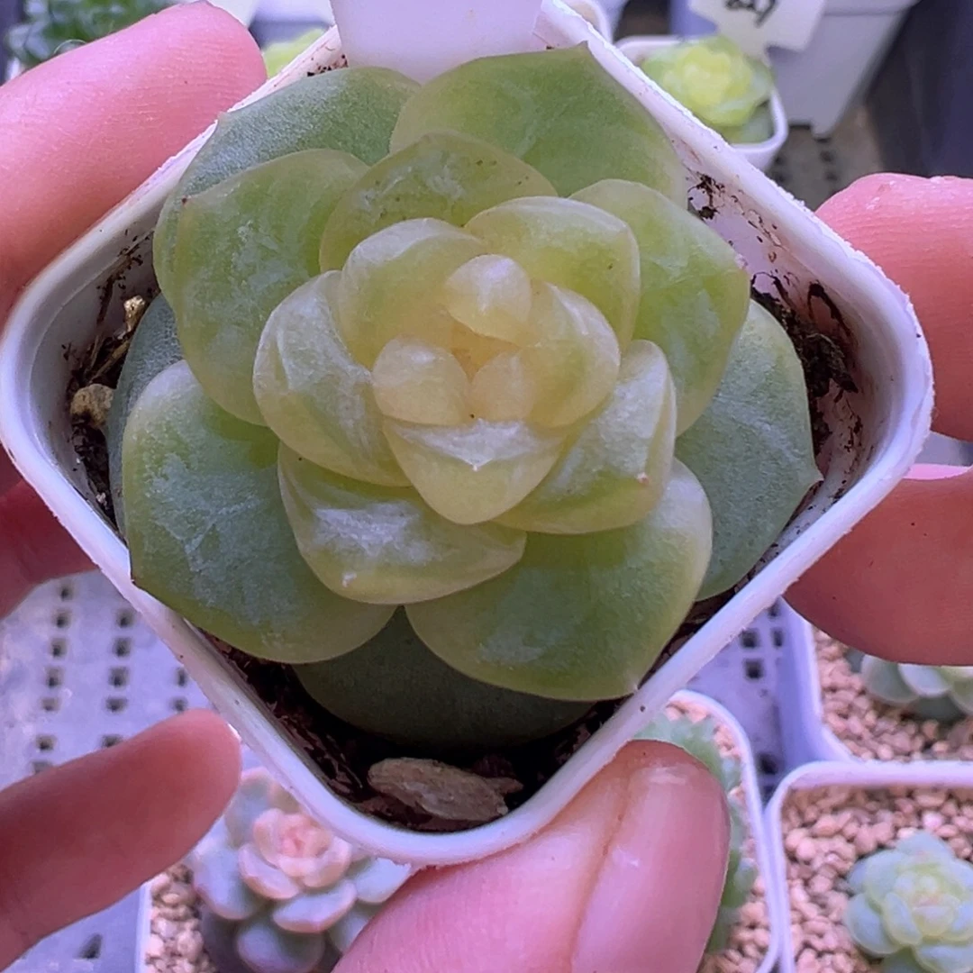 413号谪仙晗雨多肉植物