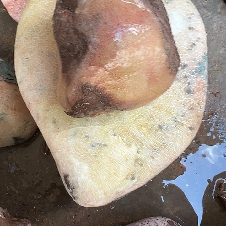 英***子有机玻璃珊瑚珊瑚珊瑚