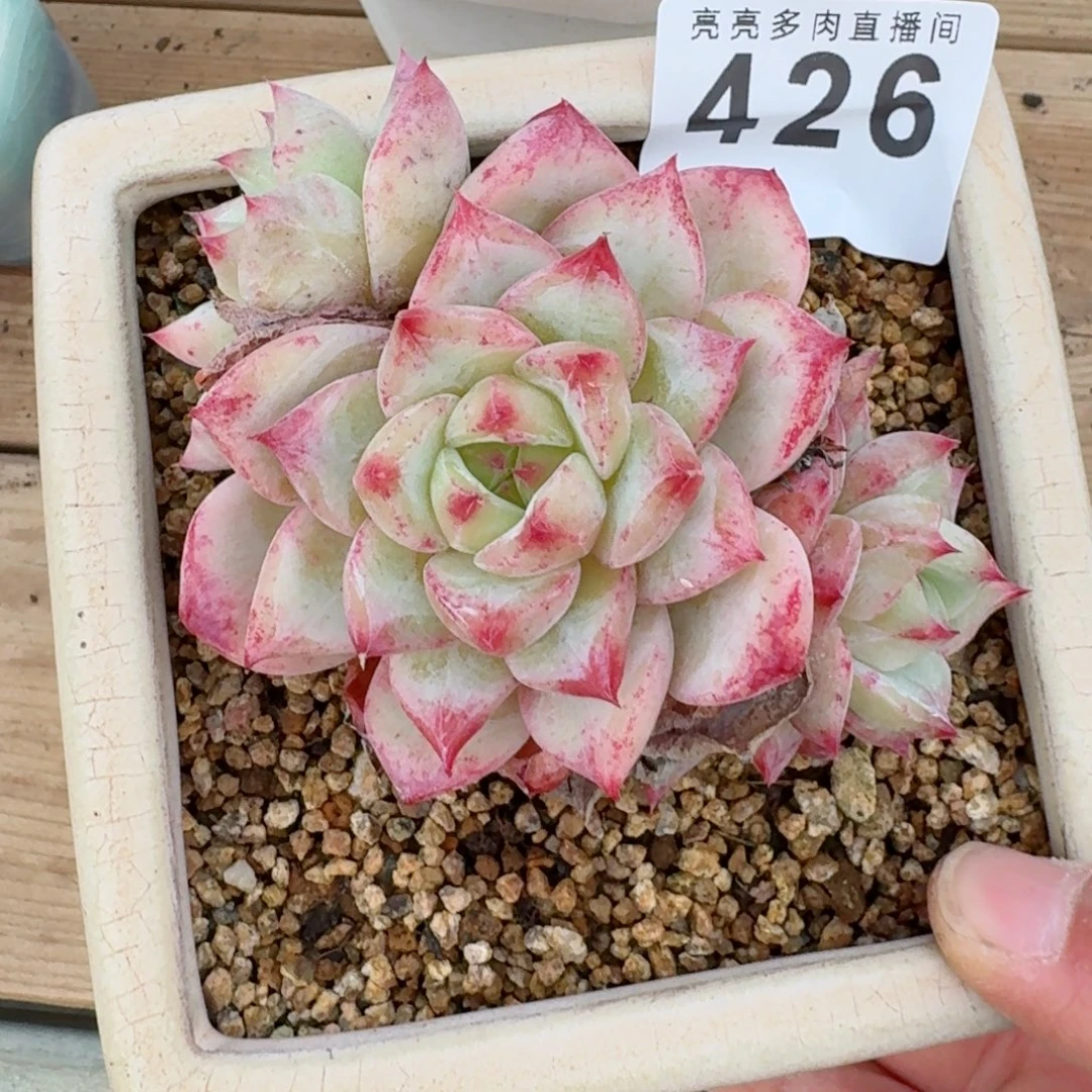 白拉糖      愿你一路坦途，乘风破浪展宏图