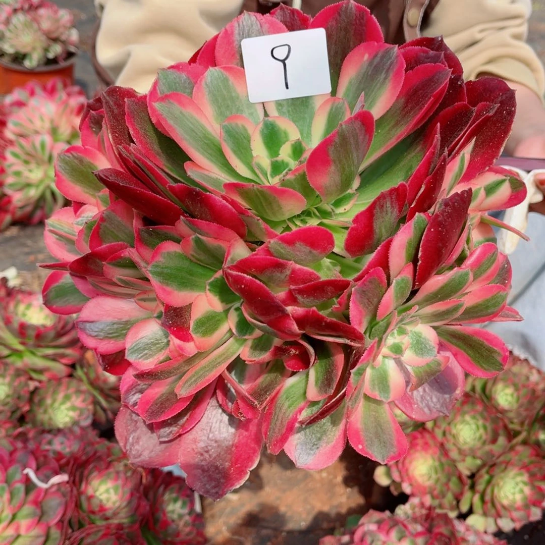 一物一拍多肉法师09