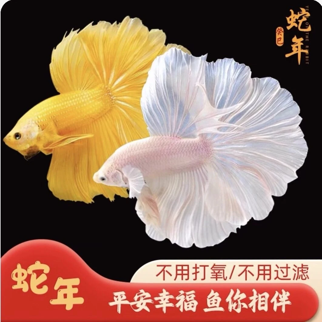 《337-360》精品泰国斗鱼淡水活体热带观赏鱼耐活（直播间选鱼）