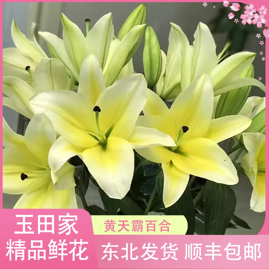 黄天霸 香水百合（居家办公优选）《东北基地发货》