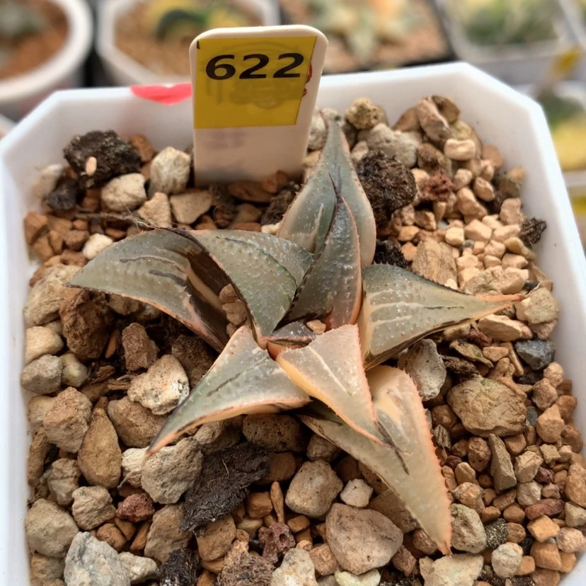 【闪购商品】622芭提雅白凤