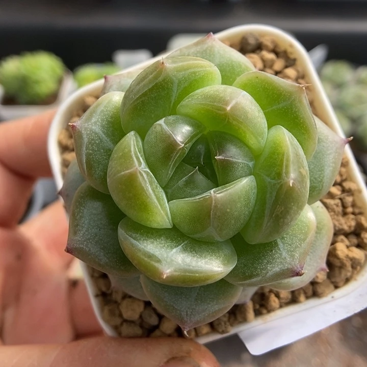 一物一拍一物一拍1113-315