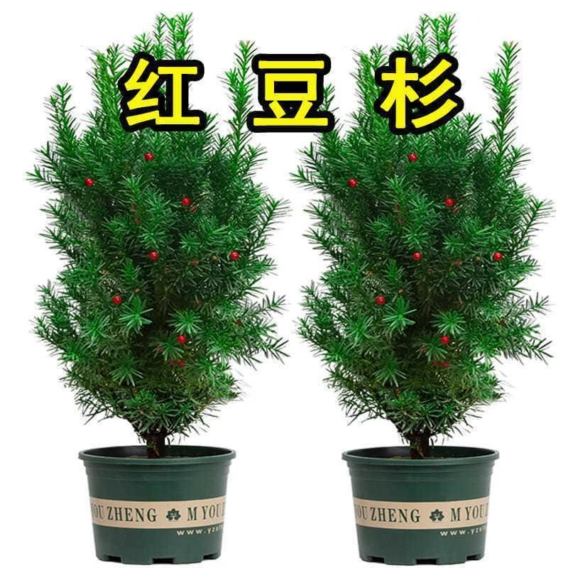正宗曼地亚红豆杉盆栽盆景室内树苗耐旱耐寒四季常青植物花卉绿植